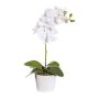 Decorative flower Phalaenopsis orchid TRALKE, spike, roots, white, 16"/40cm