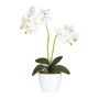 Decorative flower Phalaenopsis orchid FRUXO, spike, roots, white, 20"/50cm