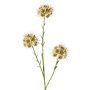 Artificial Allium branch ZEBU, cream, 65cm, Ø7cm
