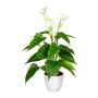 Decorative flower Calla lily VORLIM in decorative pot, aerial roots, white, 18"/45cm