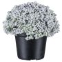 Artificial succulent Sedum telephium NUKEF, white, 3.9"/10cm