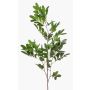 Decorative Pistachio Branch WEXTOR, green, 90cm