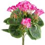 Decorative flower Geranium CRONVEL, spike, crossdoor, fuchsia, 10"/25cm