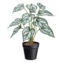 Decorative plant Caladium SNALHE, decorative pot, white-green, 16"/40cm