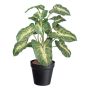 Decorative plant Syngonium GLOHEN, decorative pot, green and yellow, 16"/40cm