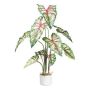 Decorative plant: Caladium GRUHON, melamine planter, green and red, 3ft/100cm