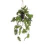 Decorative Philodendron Selloum hanging basket URCO, decorative pot, 31"/80cm