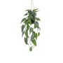 Decorative Alocasia Sanderiana hanging basket XEZOR, decorative pot, green-white, 31"/80cm