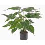 Artificial Alocasia Cucullate AROA, green, 20"/50cm