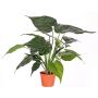 Artificial Alocasia Cucullate AROA, green, 20"/50cm
