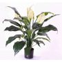 Artificial spathiphyllum ABBY with flowers, white, 30"/75cm