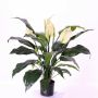 Artificial spathiphyllum ABBY with flowers, white, 30"/75cm