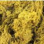 Natural Islandmoos FINNBJÖRN, yellow, 50g