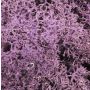 Natural Islandmoos FINNBJÖRN, purple, 50g