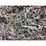 Natural Flechten moss FLORENTIA, grey, 50g