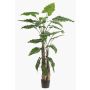 Artificial Alocasia Sanderiana ALBULA, green, 6ft/180cm
