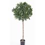 Fake Laurel tree ALEXIOS, real stem, fruits, 6ft/175cm, Ø22"/55cm
