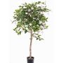 Artificial Fuchsia tree MINERVA, real stem, blooms, pale pink, 35"/90cm