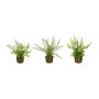 FUNGAR artificial fern mix: maidenhair fern, sword fern, shield fern, 3 pieces, soil ball, green, 22cm, Ø25cm