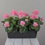 FLOREANA artificial geraniums in a window box, 3 pieces, light pink, 40x15x35cm