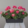 Artificial geraniums FLOREANA in a window box, 3 pieces, dark pink, 40x15x35cm