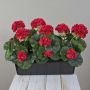 FLOREANA artificial geraniums in a window box, set of 3, red, 40x15x35cm