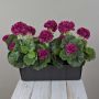 FLOREANA artificial geraniums in a window box, set of 3, burgundy, 40x15x35cm