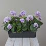 FLOREANA artificial geraniums in a window box, set of 3, lilac and white, 40x15x35cm