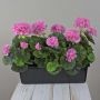 FLOREANA artificial geraniums in a window box, set of 3, purple, 40x15x35cm
