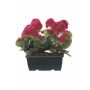 FLOREANA artificial geraniums in a window box, 2 pieces, pink, 24x11x35cm