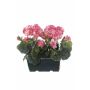FLOREANA artificial geraniums in a window box, 2 pieces, dark pink, 24x11x35cm