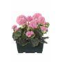 FLOREANA artificial geraniums in a window box, set of 2, light pink, 24x11x35cm