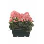 FLOREANA artificial geraniums in a window box, 2 pieces, salmon, 24x11x35cm