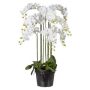 Artificial Phalaenopsis orchid LOPASY, roots, white, 4ft/110cm