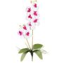 Artificial Phalaenopsis orchid MORLEK, spike, roots, white-purple, 24"/60cm
