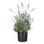 Decorative flower Lavender JARFA, purple, 20"/50cm