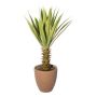 Artificial Agave furcraea gigantea SININ in terracotta pot, green-cream, 30"/75cm