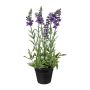 Decorative flower Lavender KENSY in decorative pot, violet, 12"/30cm