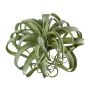 Artificial succulent Tillandsia streptophylla VANTIA, spike, green, 12"/30cm, Ø14"/35cm
