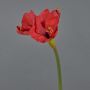 Decorative flower Amaryllis BELAV, red, 28"/70cm