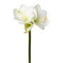 Decorative flower Amaryllis BELAV, white-green, 28"/70cm, Ø2"-5.1"/5-13cm