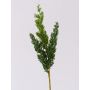 Decorative juniper branch STURNYN, green, 35cm