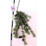 Decorative cedar branch GORZU with cones, hanging, green, 3ft/100cm