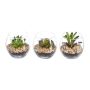 Artificial arrangement of succulents WINKS in glass, 3 pieces, green, 2.8"/7cm, Ø3"/7,5cm