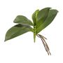 Artificial Phalaenopsis orchid leaves BRULST, support stick, roots, 10"/25cm