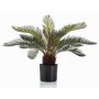 Decorative palm Cycas NEREO, 22"/55cm