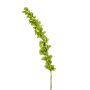 Decorative shellflower SOTO, green, 3ft/105cm