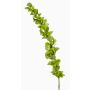 Decorative shellflower SOTO, green, 3ft/105cm