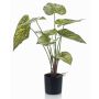 False caladium YAWAR with roots, green-yellow, 24"/60cm