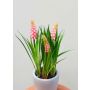Artificial flower Grape hyacinth NARMADA in cement pot, pink, 8"/20cm
